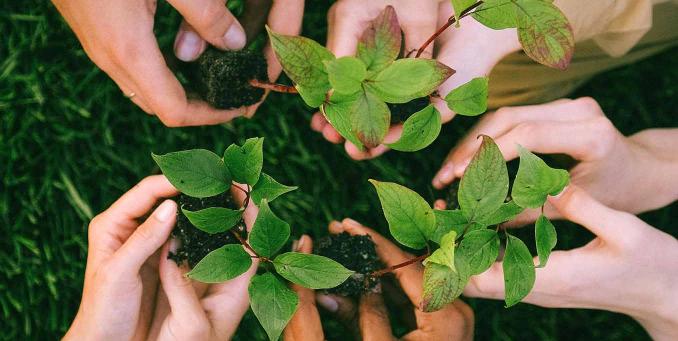 Hände halten kleine Pflanzen-Setzlinge. Verantwortung für Natur und Umwelt
